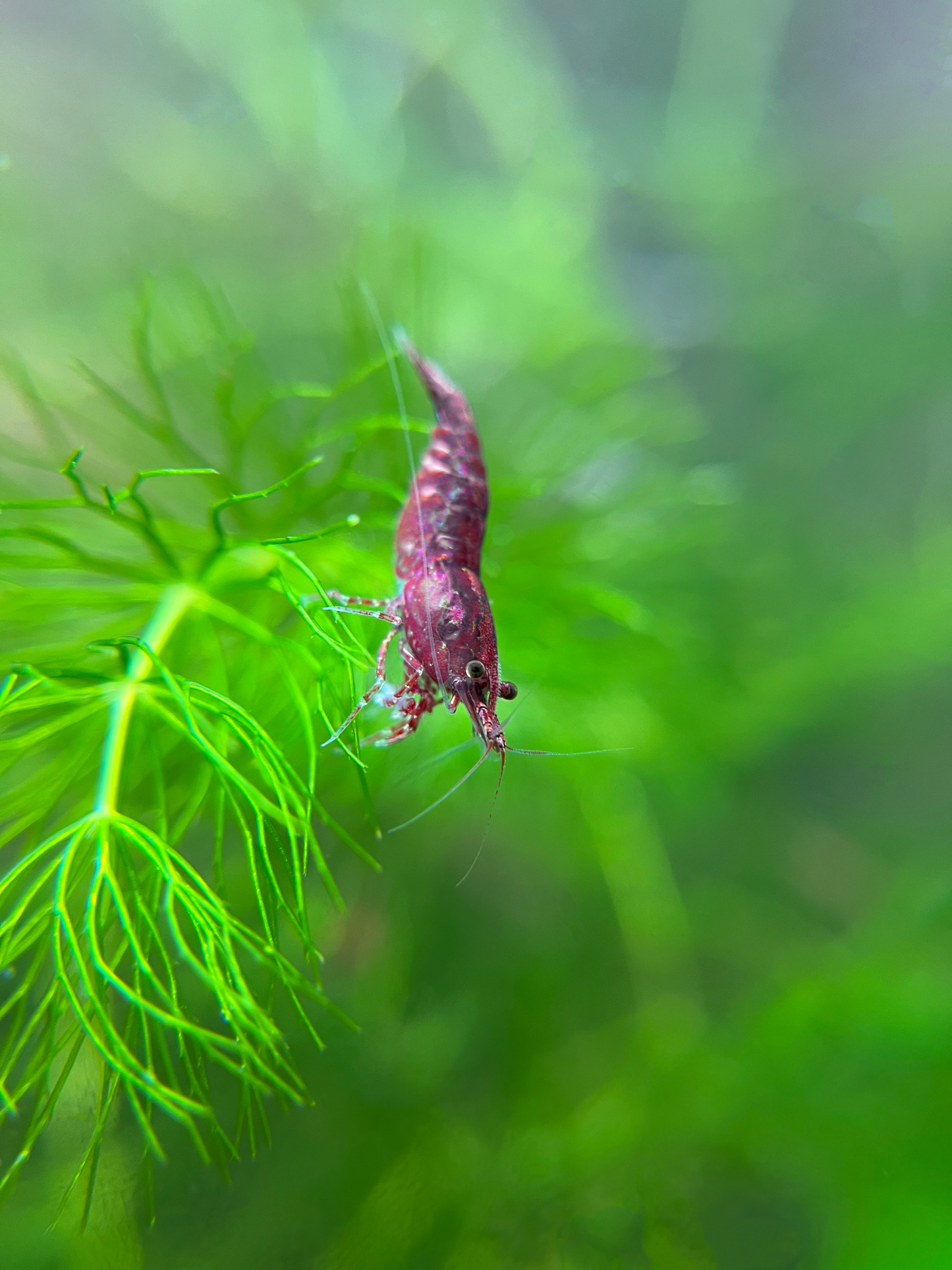 Shrimp Cherry