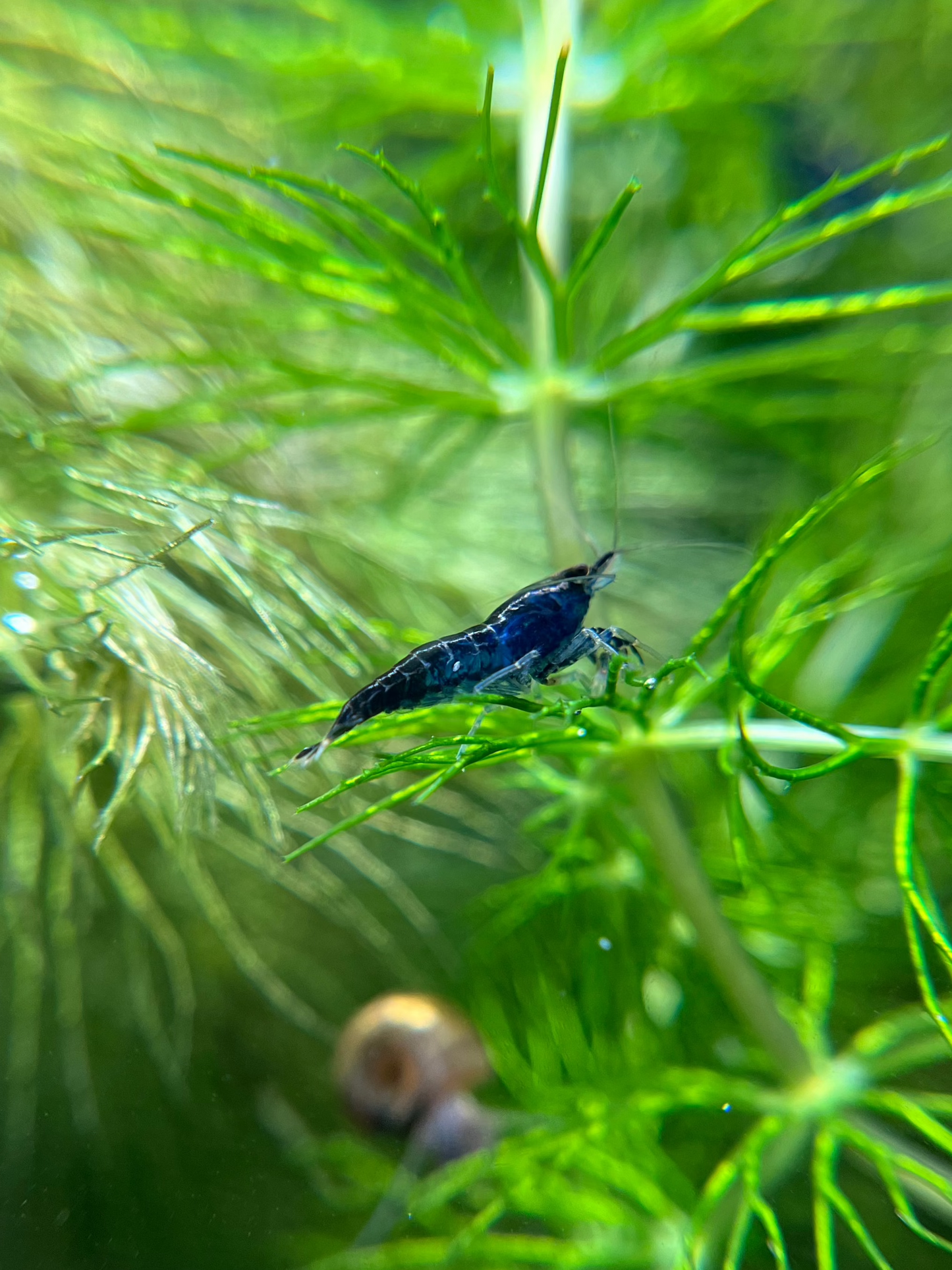 Shrimp Blue