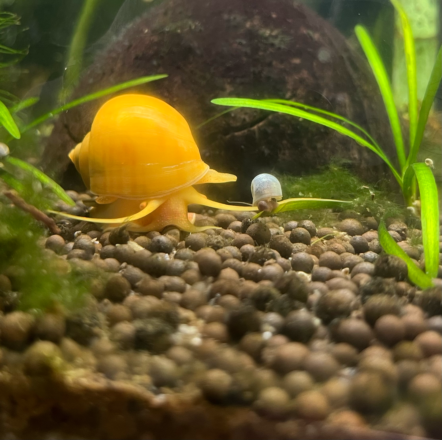 Mystery Snail