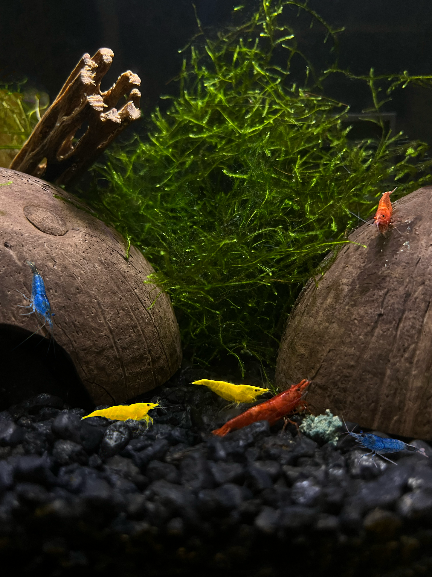 Shrimp Cherry