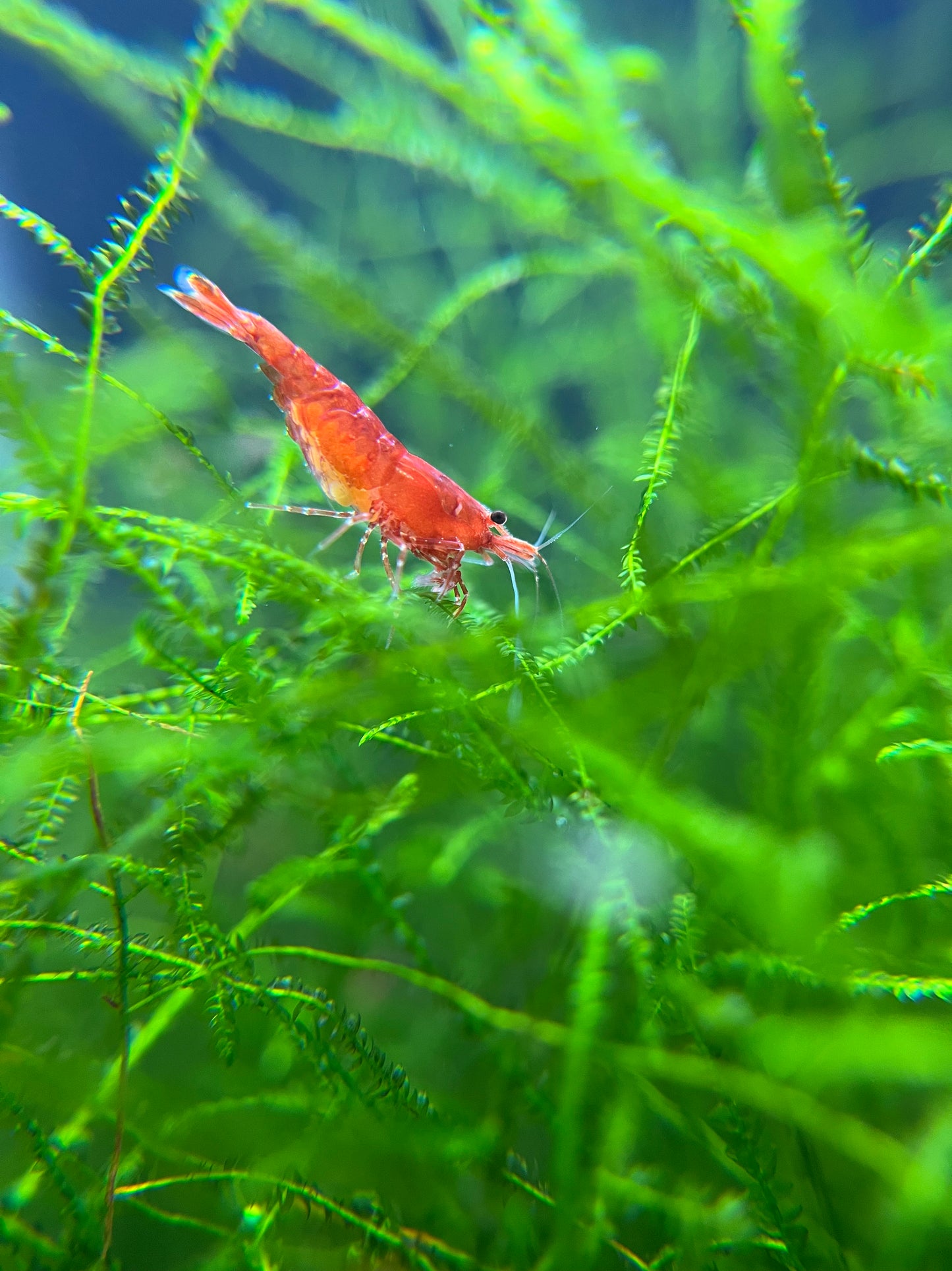 Shrimp Cherry
