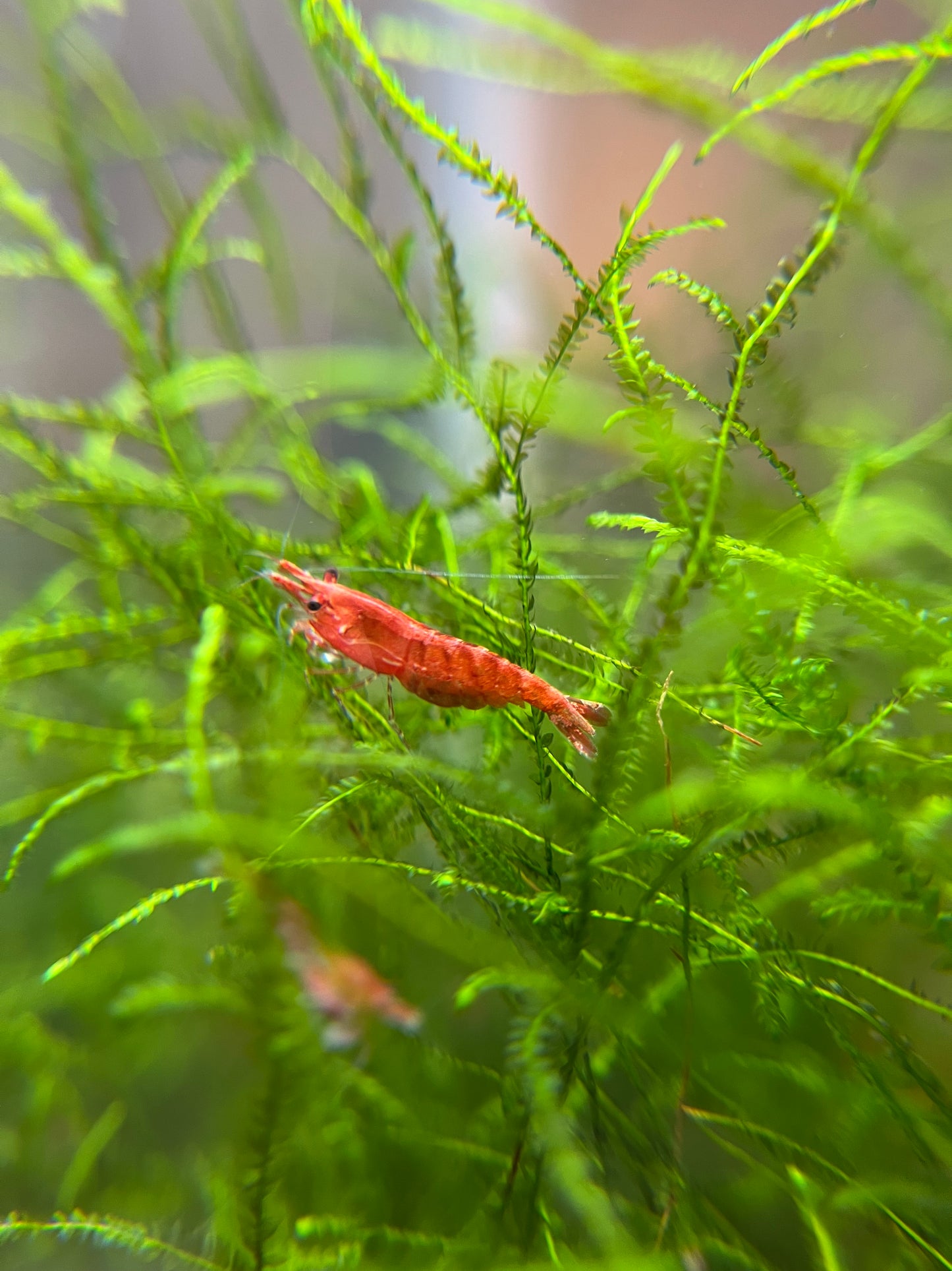 Shrimp Cherry