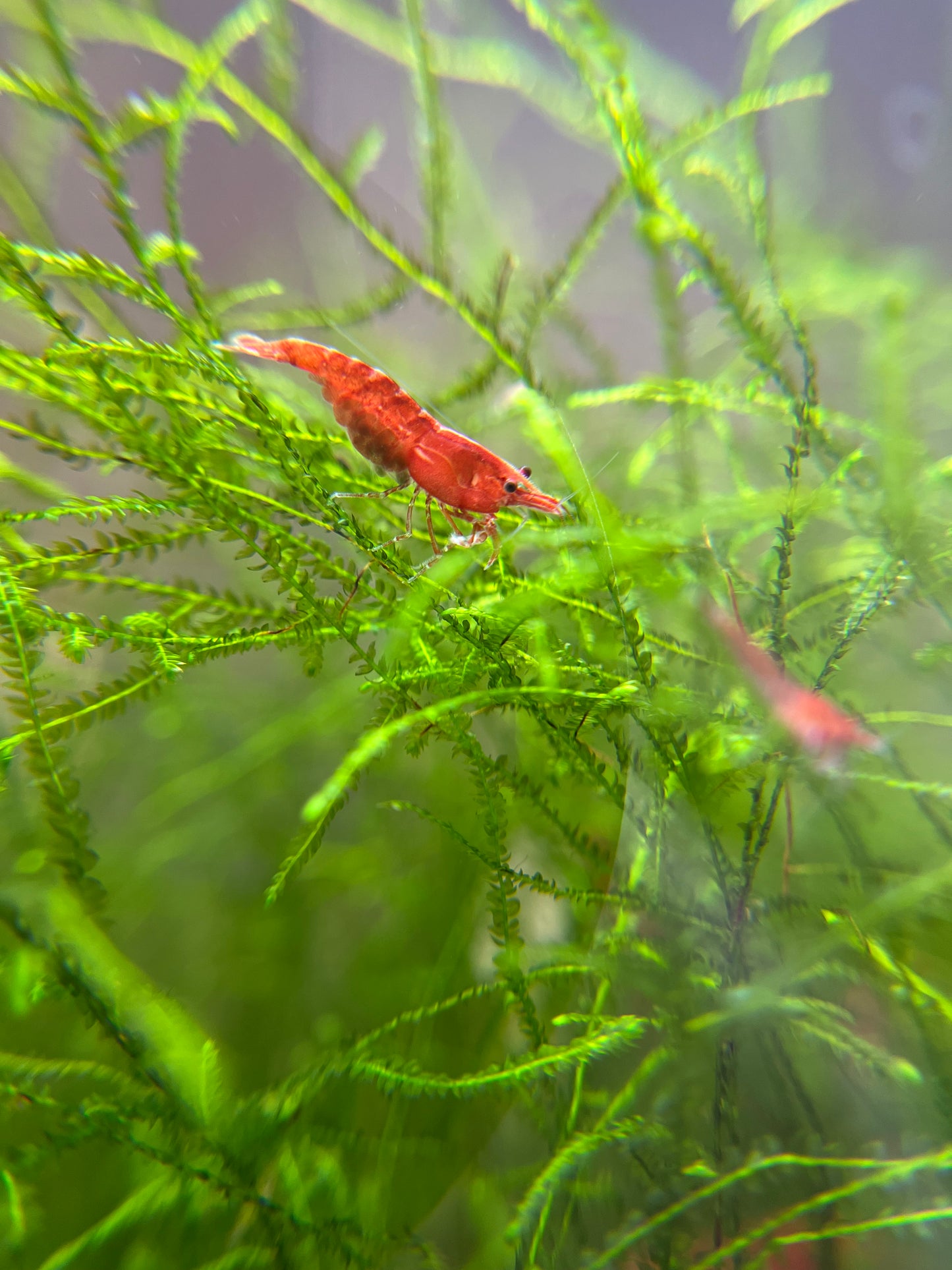 Shrimp Cherry