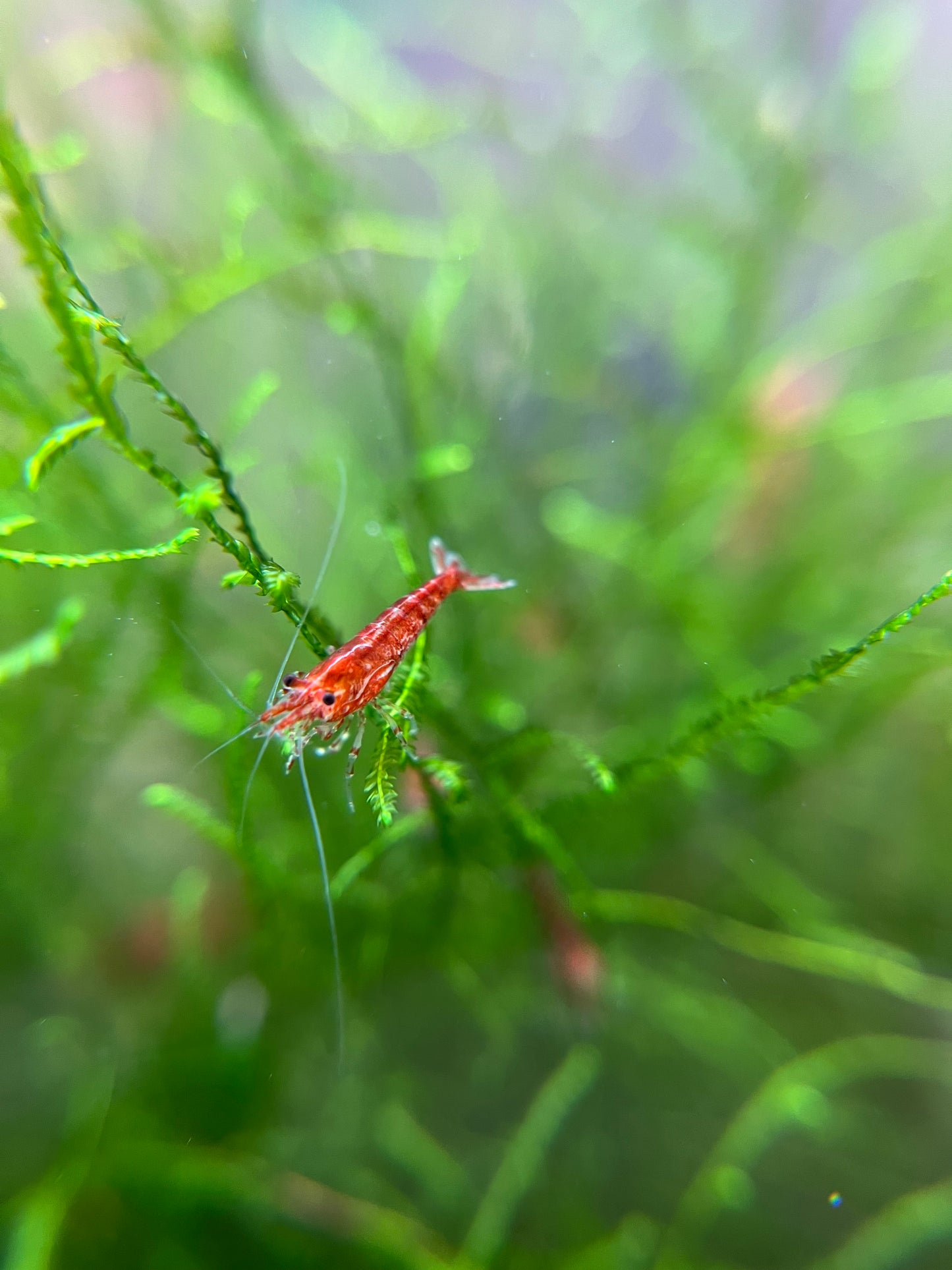 Shrimp Cherry