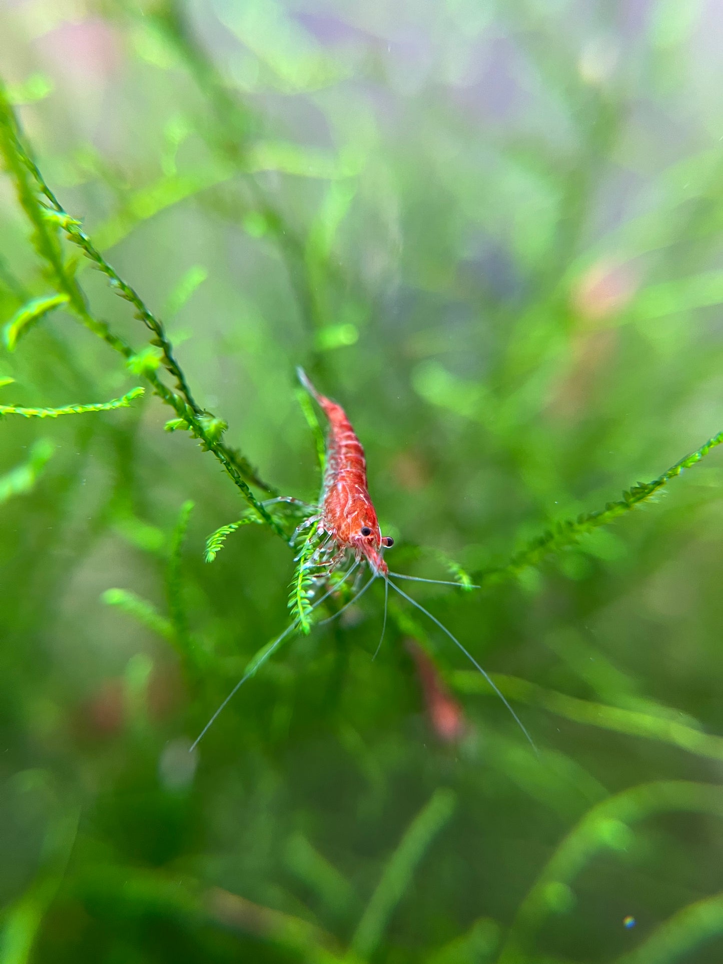 Shrimp Cherry