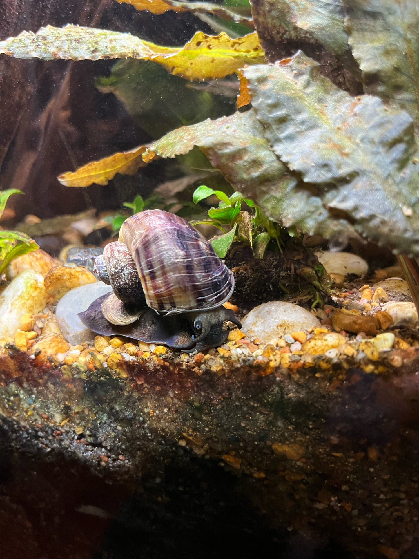 Mystery Snail