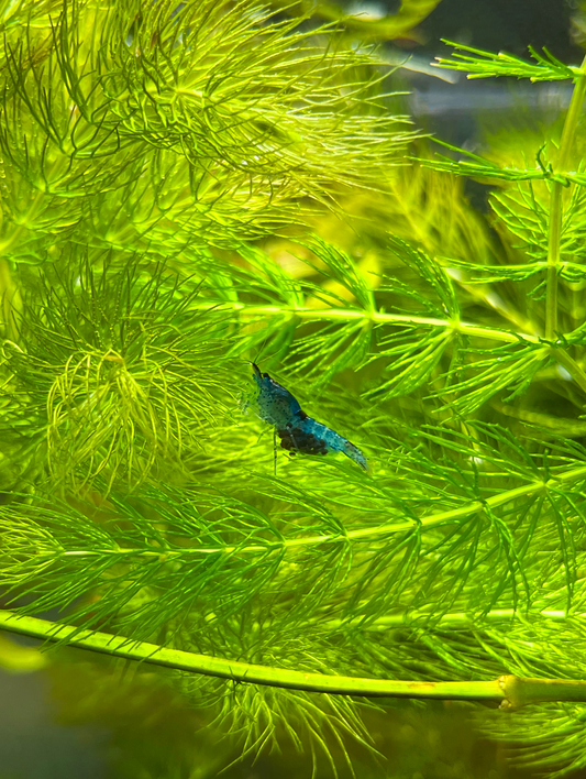 Shrimp Blue