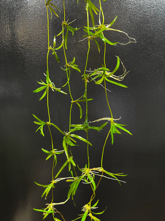 Dwarf Jungle Vallisneria