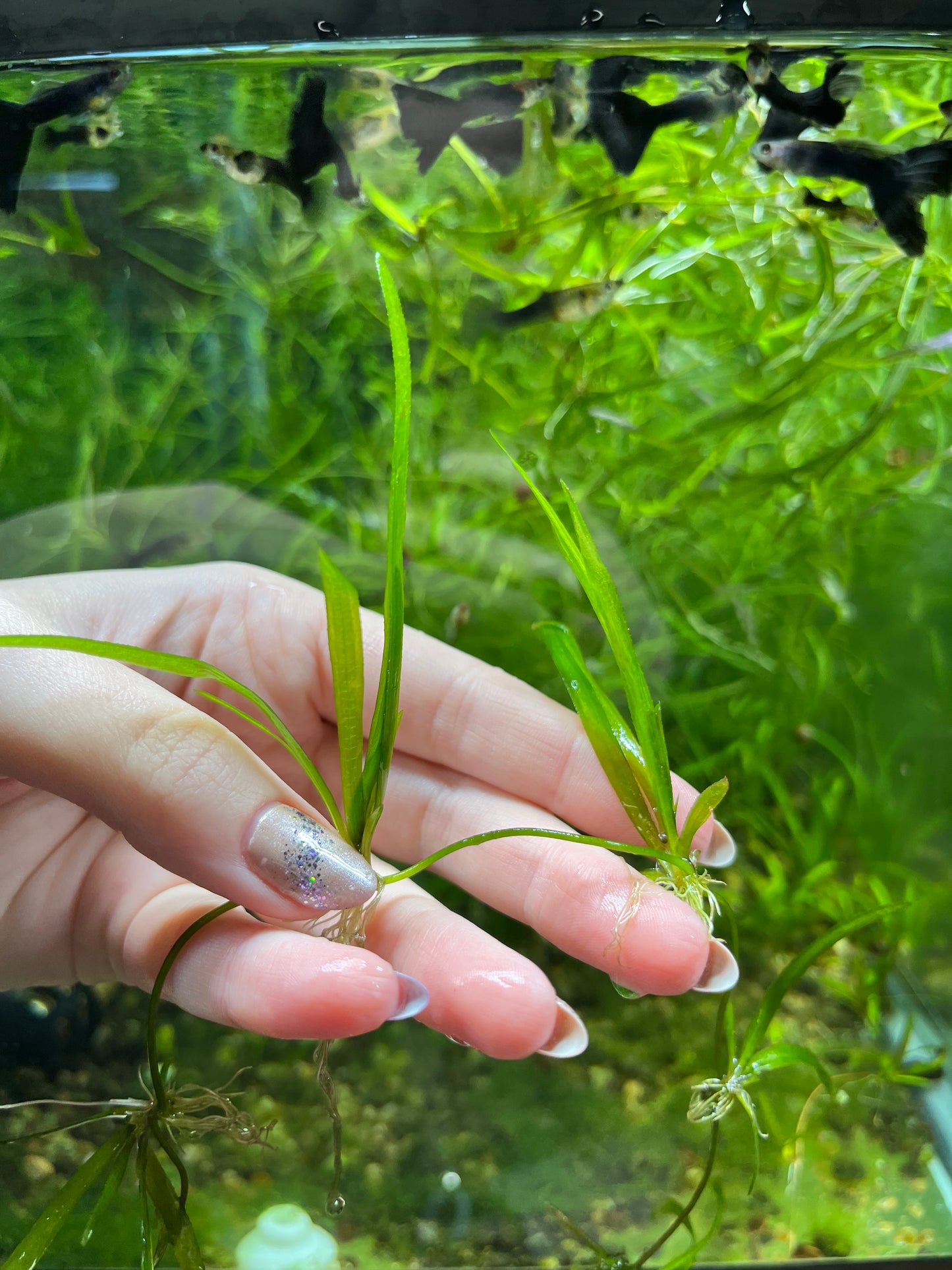 Dwarf Jungle Vallisneria