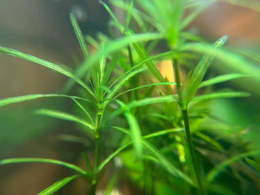 Guppy Grass