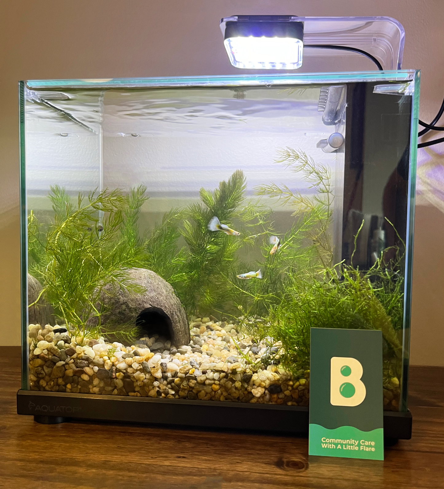 Micro Tank (5 Gal) Preorder