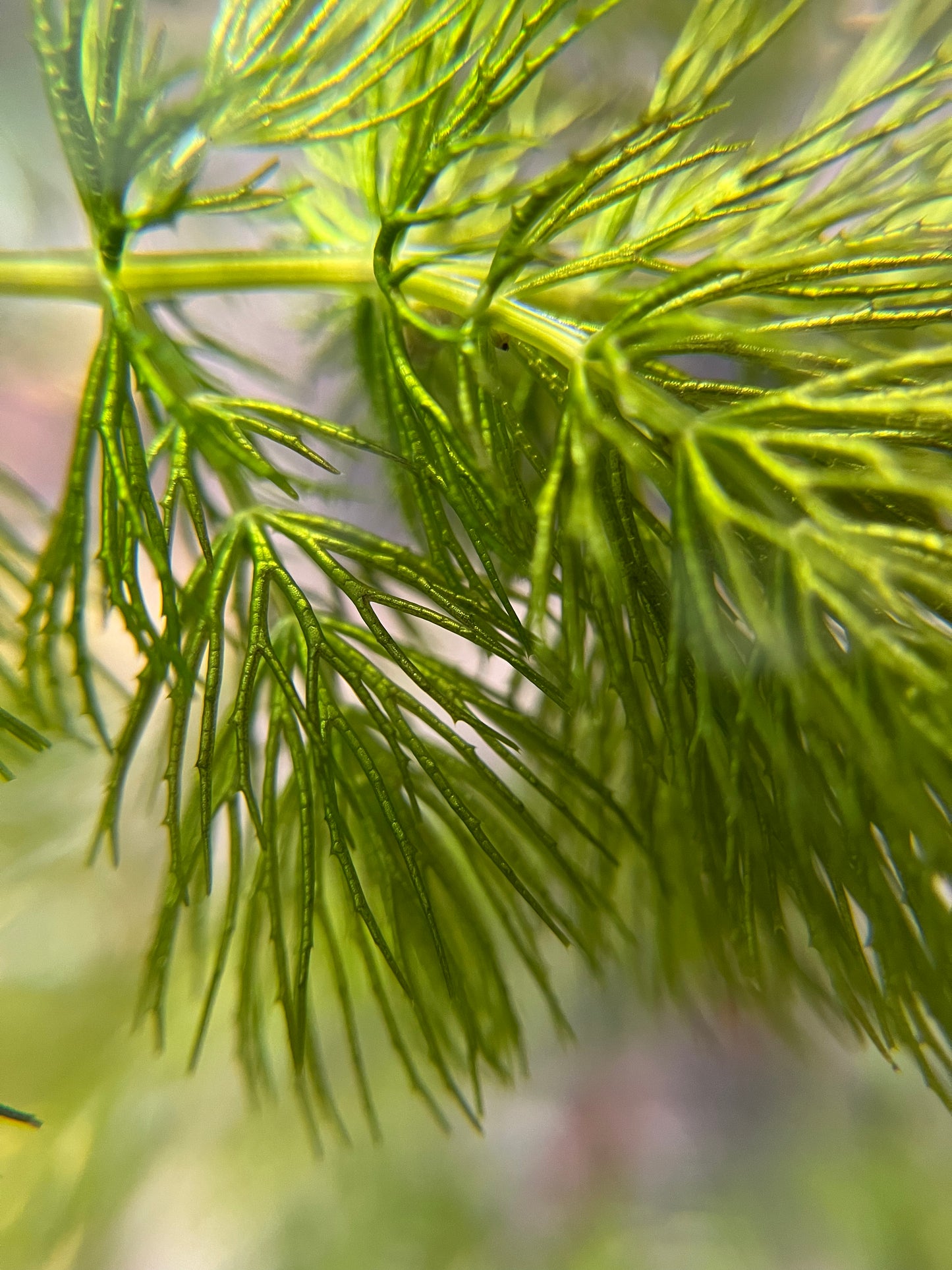 Hornwort