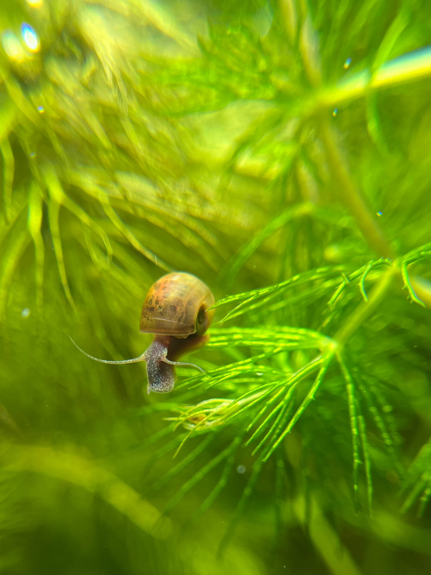 Ramshorn Snails