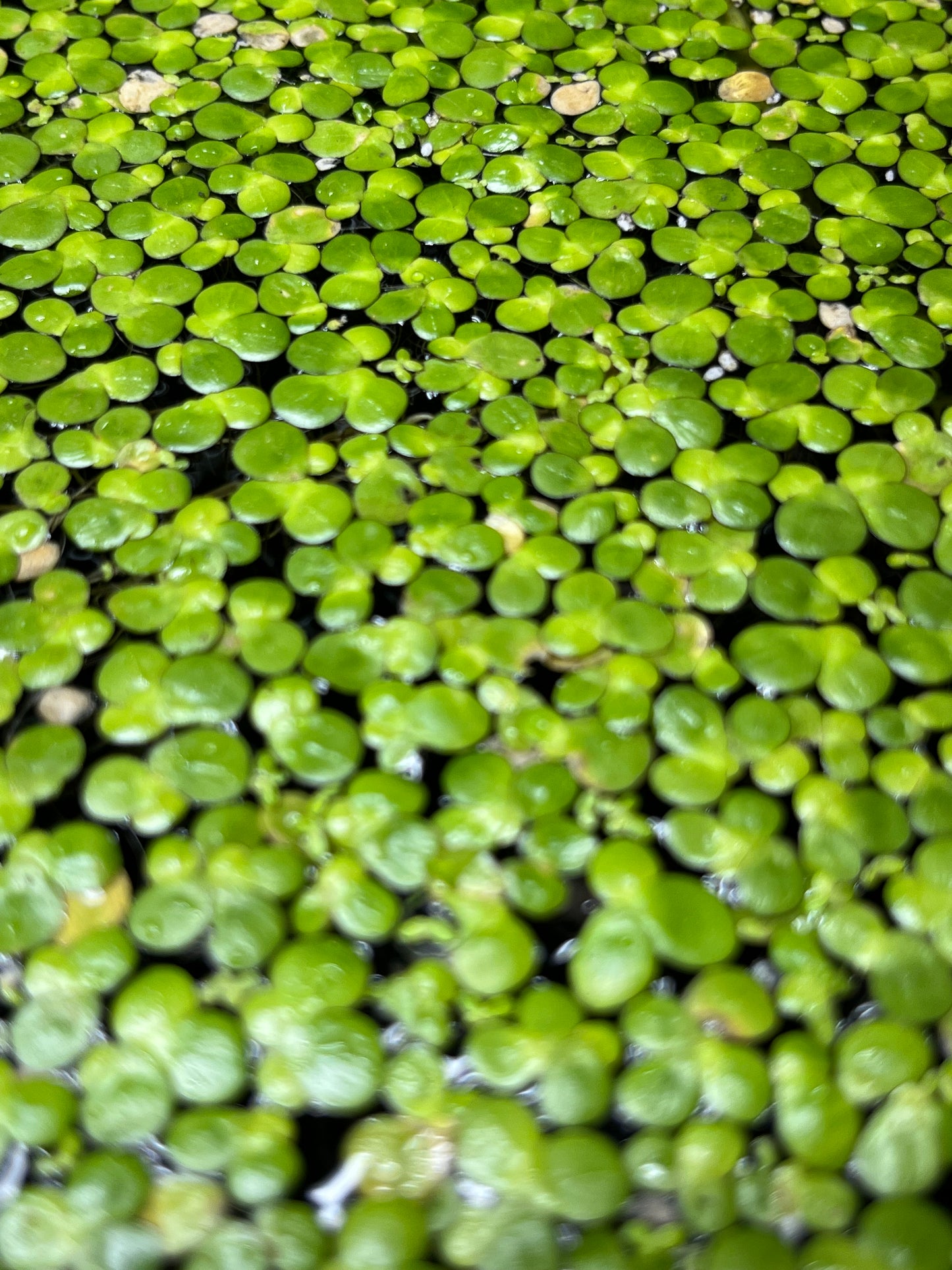 Duckweed/Floating plants