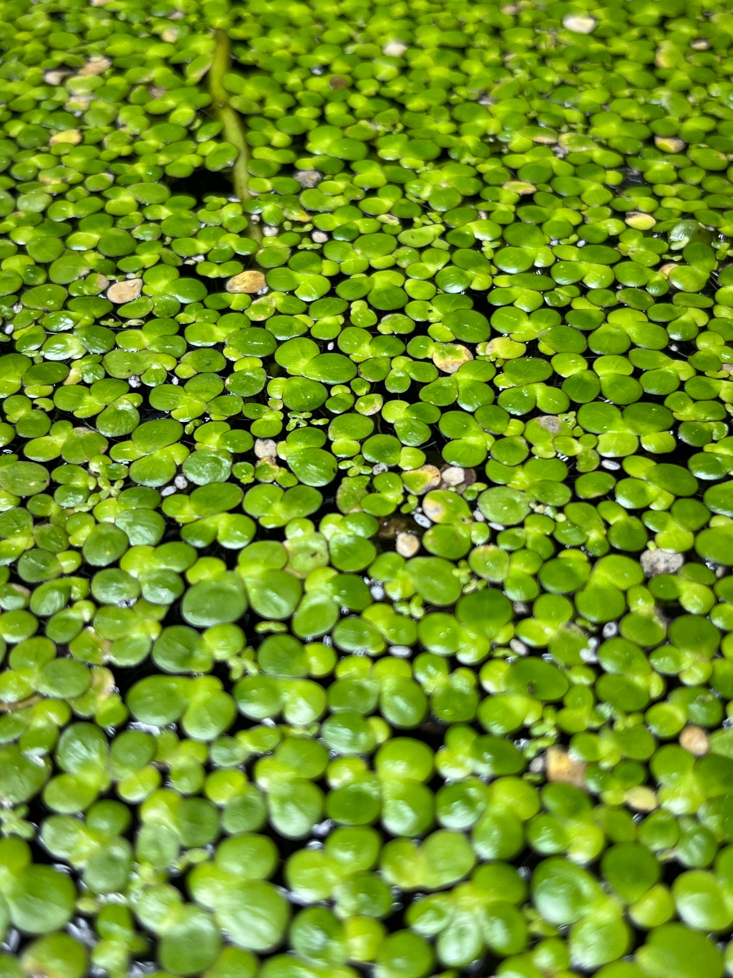 Duckweed/Floating plants