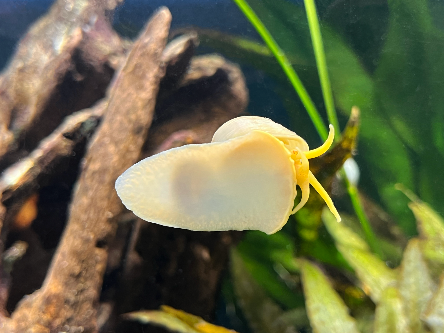 Mystery Snail