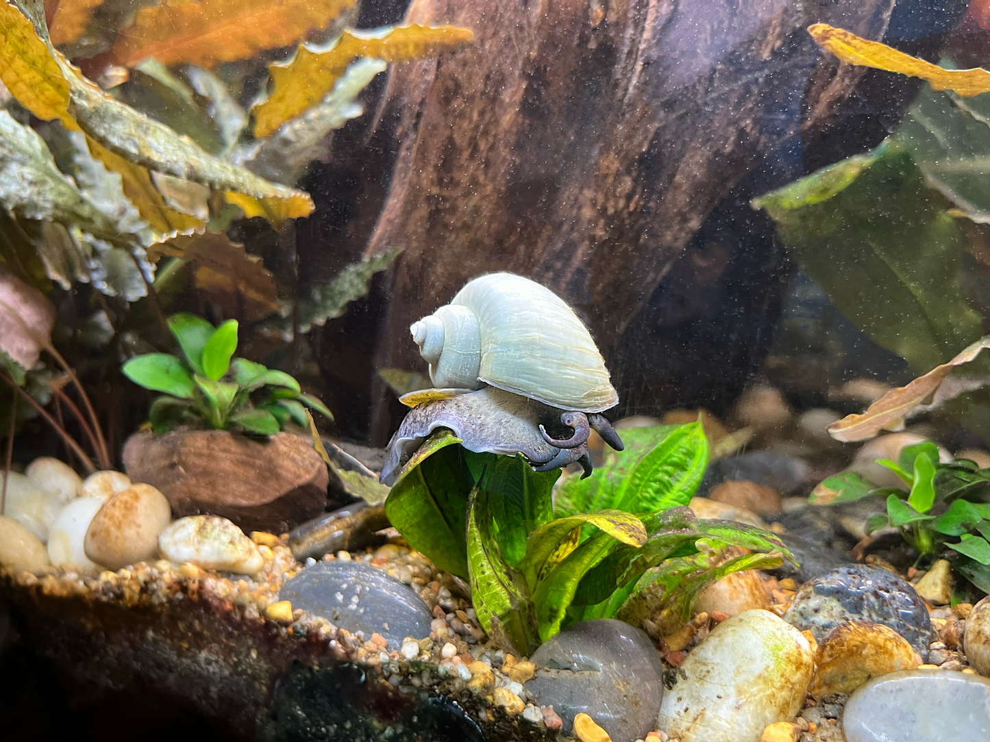 Mystery Snail