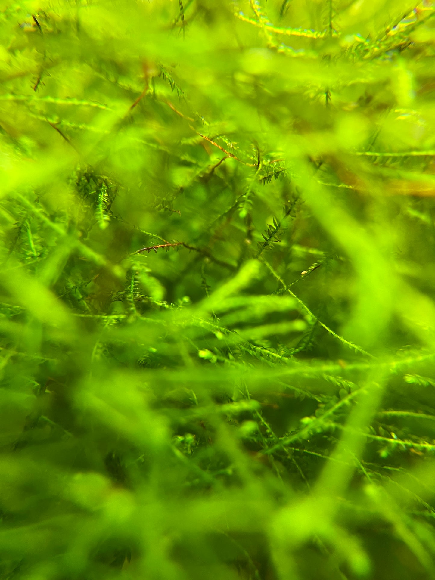 Java Moss