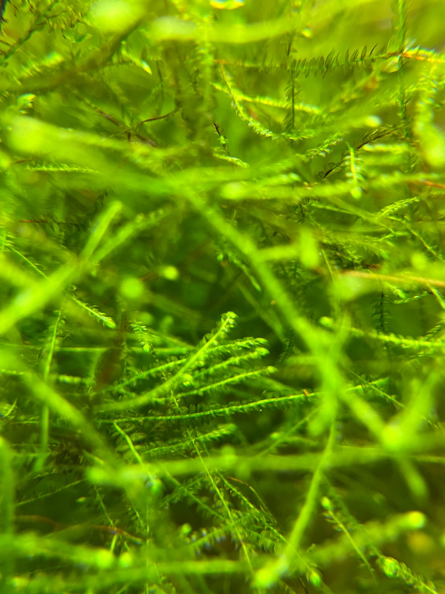 Java Moss