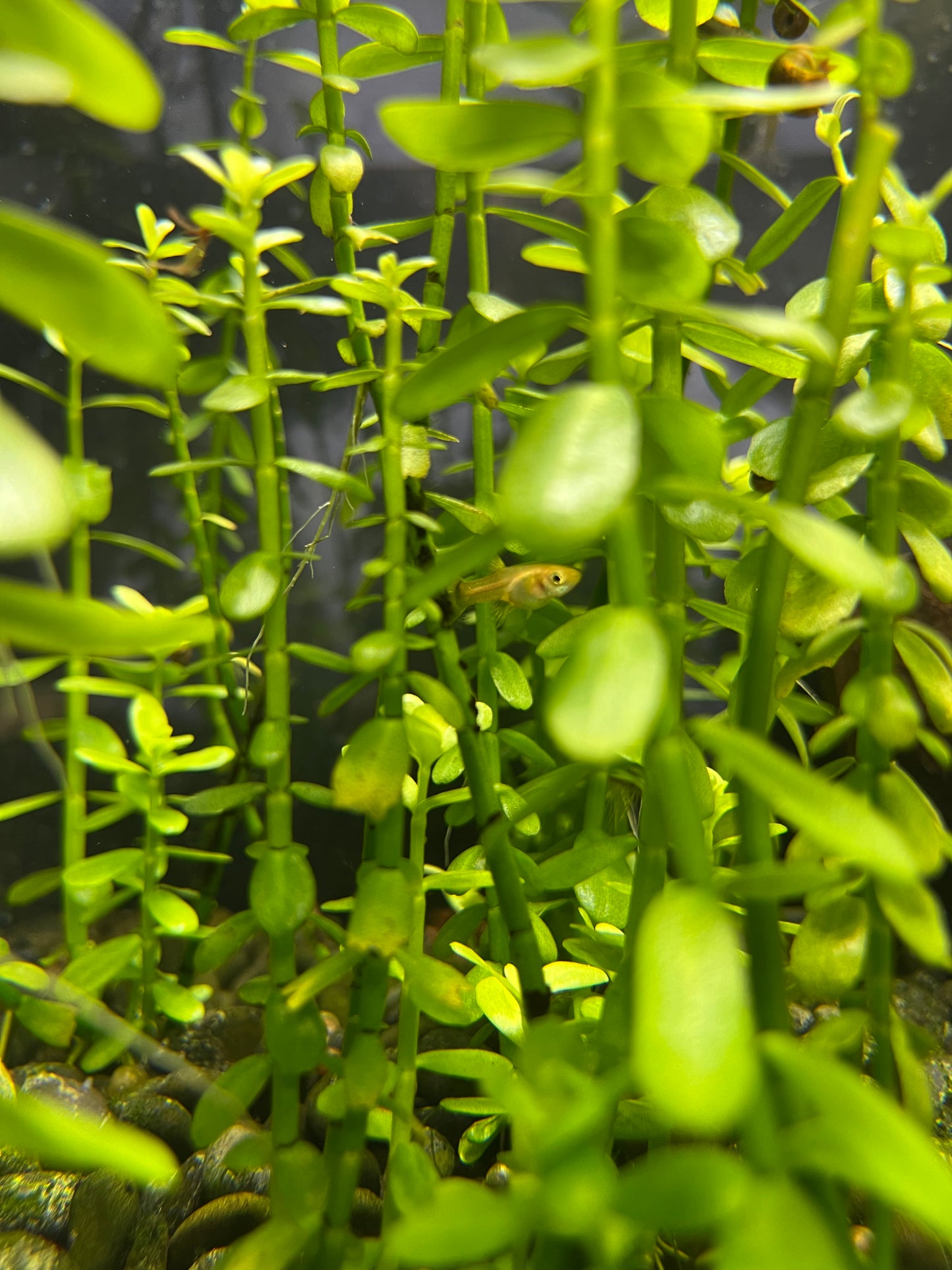 Bacopa Monnieri Moneywort