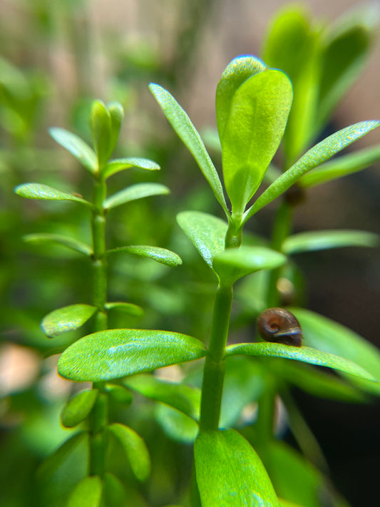 Bacopa Monnieri Moneywort