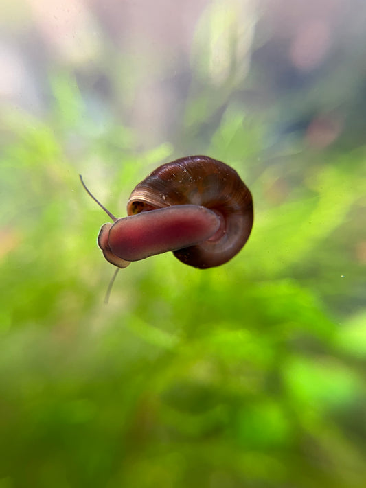 Ramshorn Snails