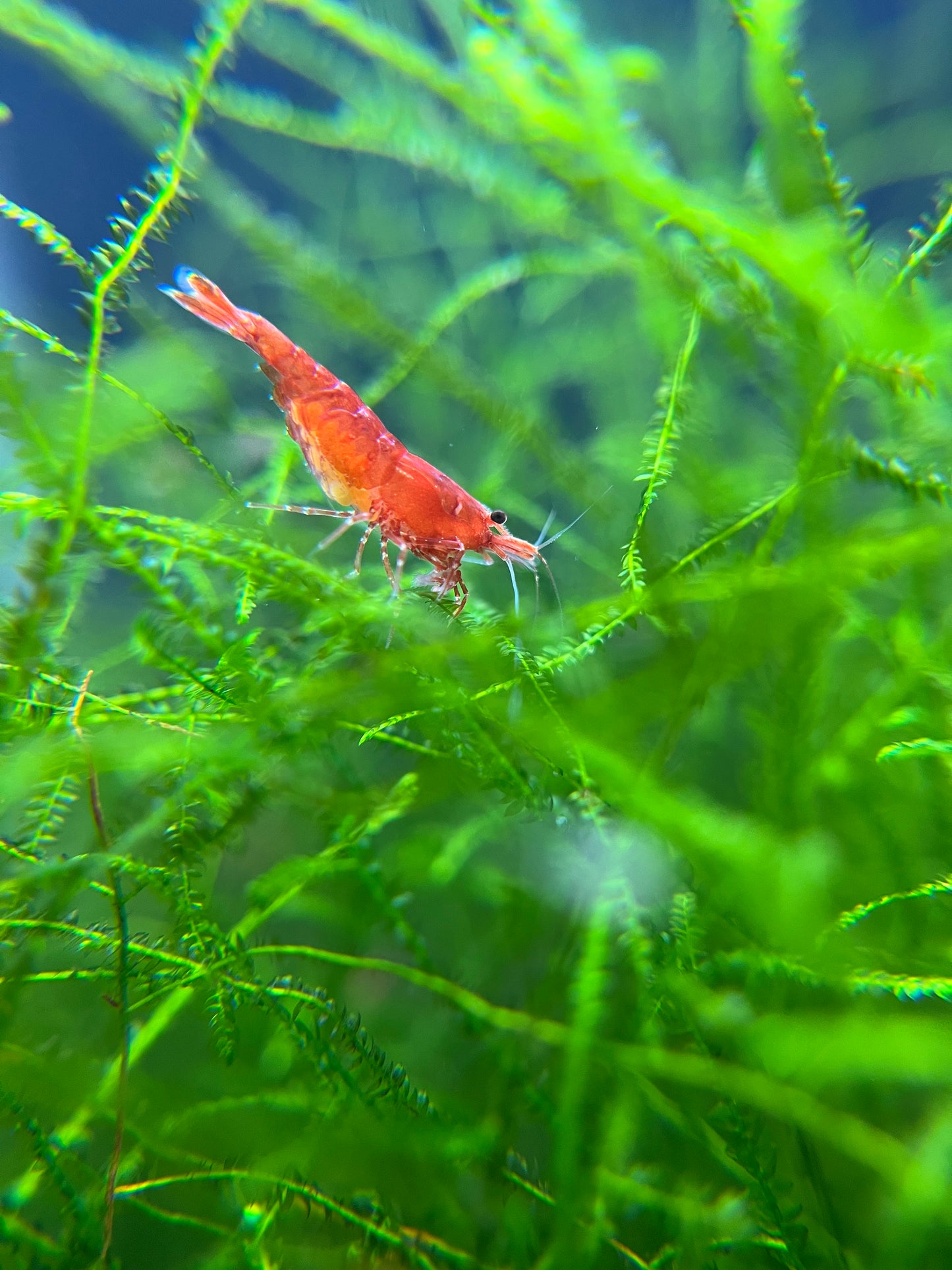 Cherry Shrimp