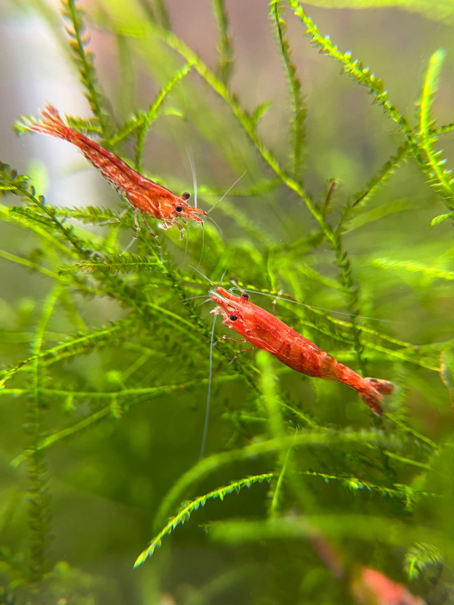 Cherry Shrimp